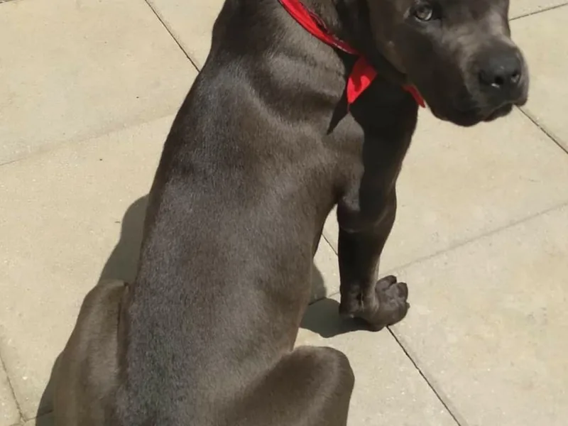 Bear Valley Cane Corso