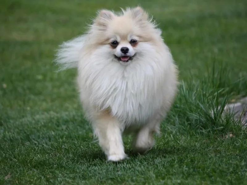 Bear Valley Pomeranians