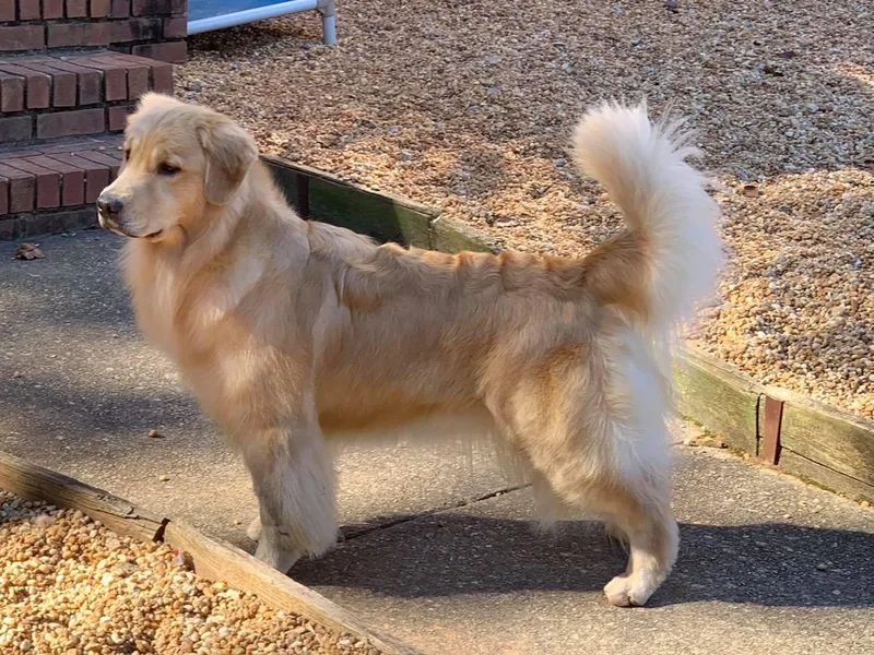 Bearabella Golden Retrievers