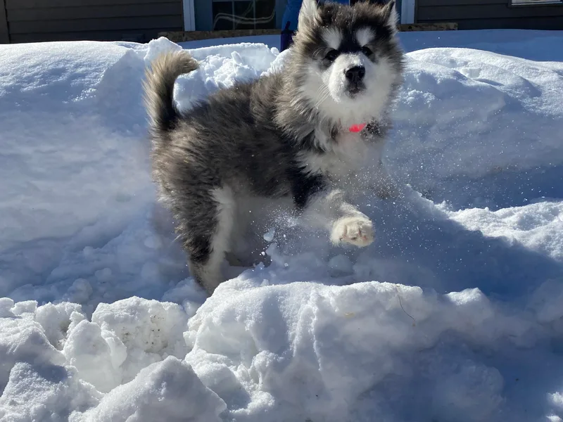 Bearclaw Alaskan Malamutes