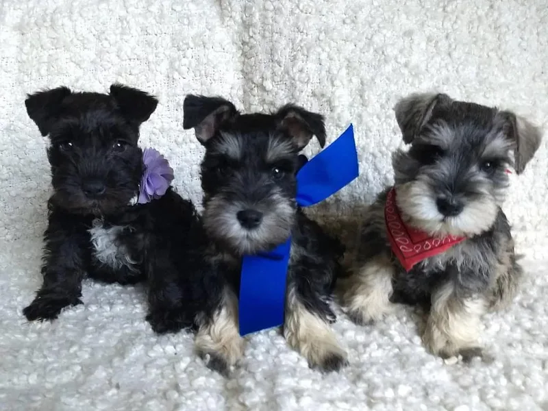 Beard and Brows Miniature Schnauzers