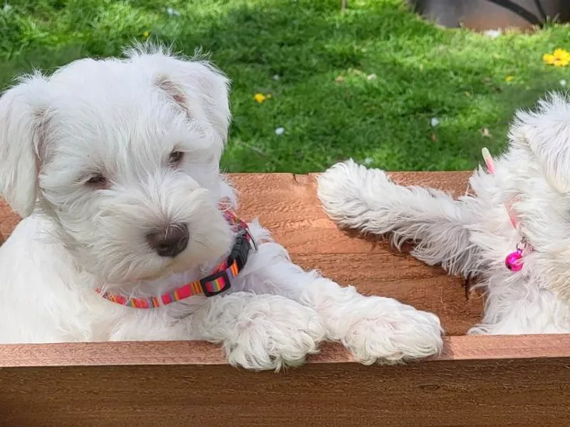 Bearded Dynasty Schnauzers