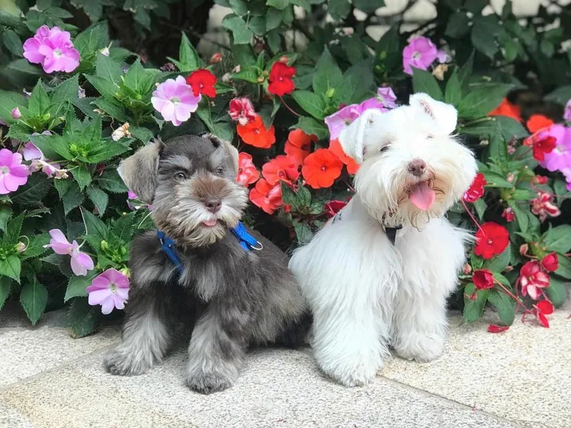 Bearded Lady Schnauzers