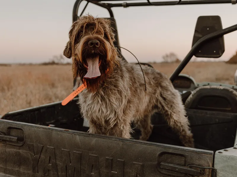 Beards &amp; Bourbon Wirehaired Pointing Griffons photo 1