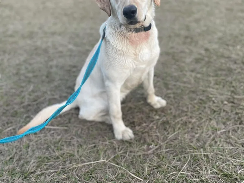 Beards Creek Kennels