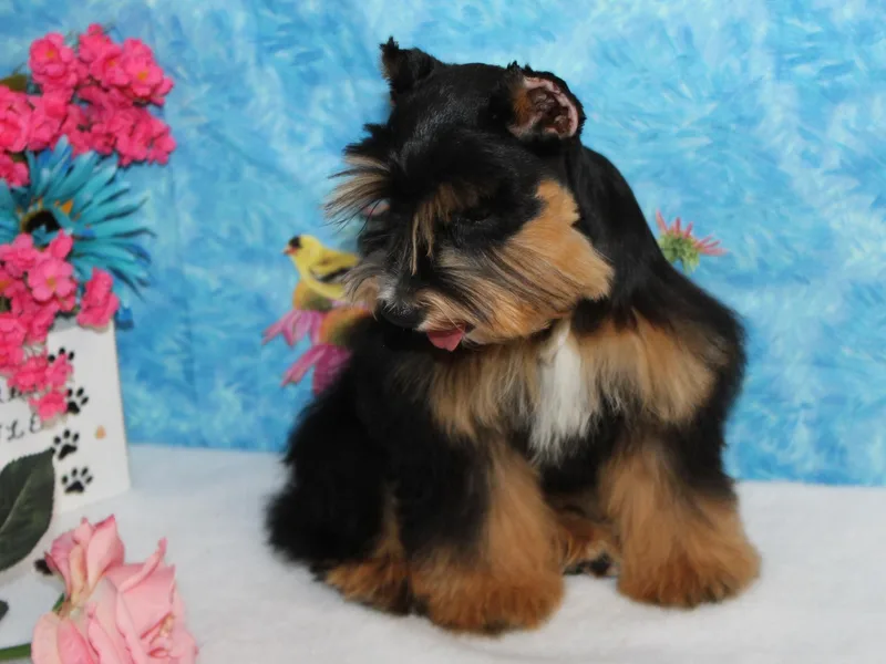 Beards Little Schnauzers