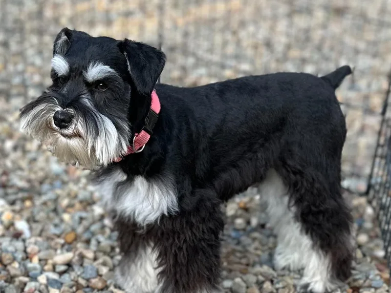 Beards N Bows Mini Schnauzers
