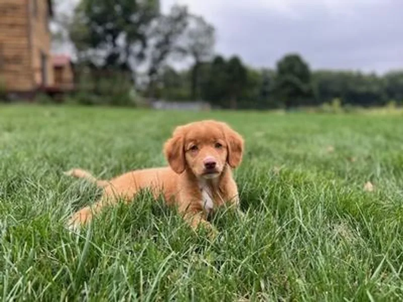 Bearfoot Aussies and Tollers