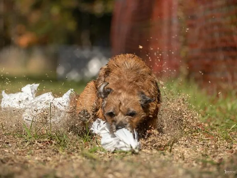 BearFoot Border Terriers photo 1