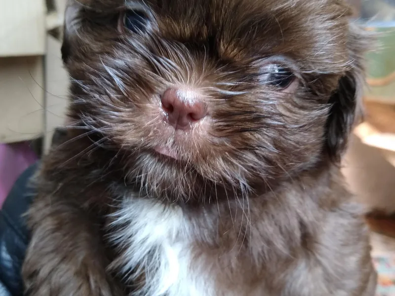 Bearpaw Shih Tzus