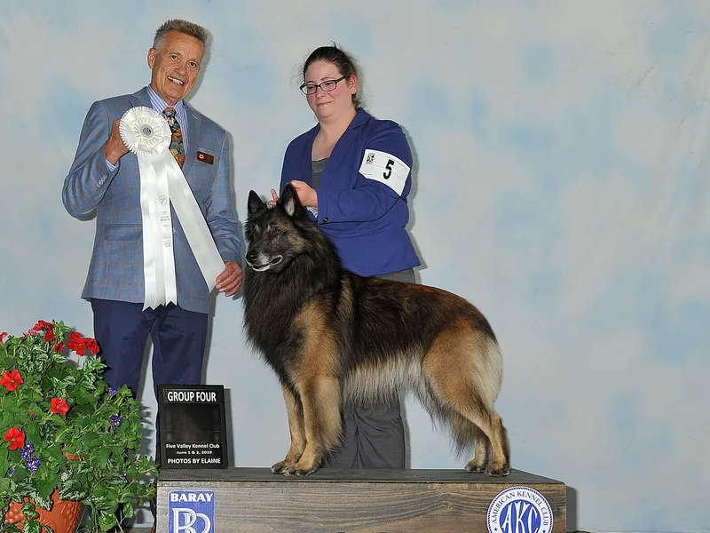Beartooth Belgian Tervuren photo 1