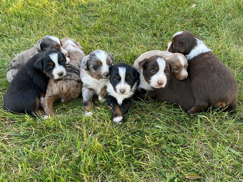 Beartooth Mountain Minis