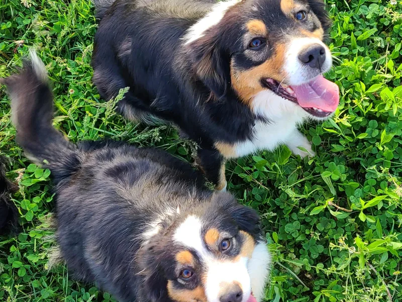 Beasley Acres Aussies