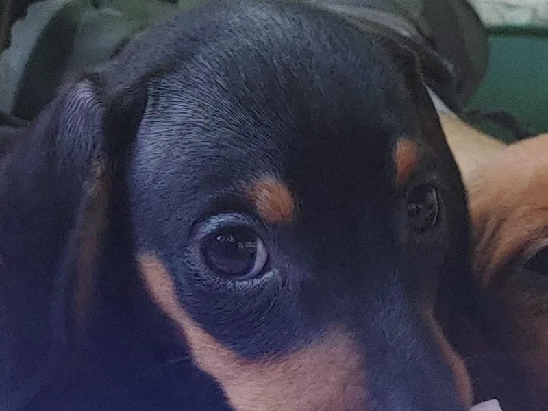 Beasley &amp; Brown Dachshunds