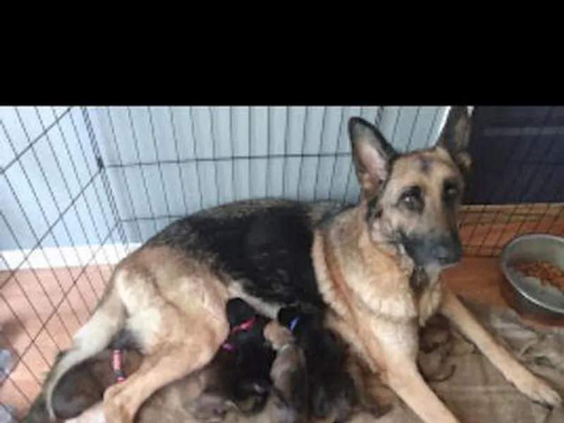 Beast Haven Shepherds