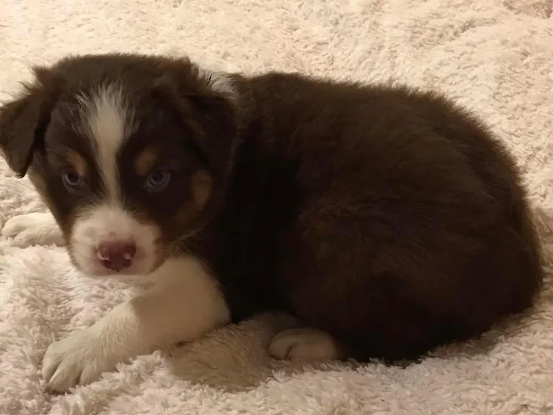 Beau and Bridget Pups