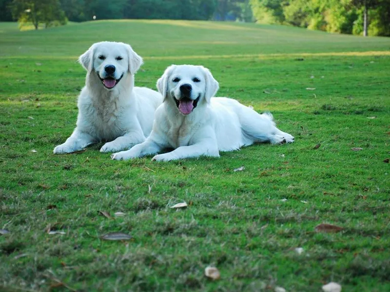 Beau Chien Retrievers