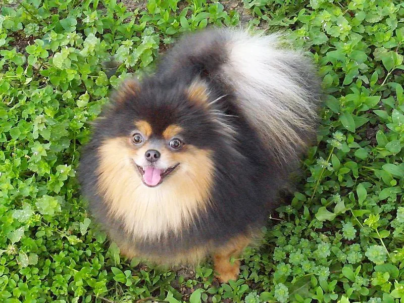 Beau Joli Pomeranians
