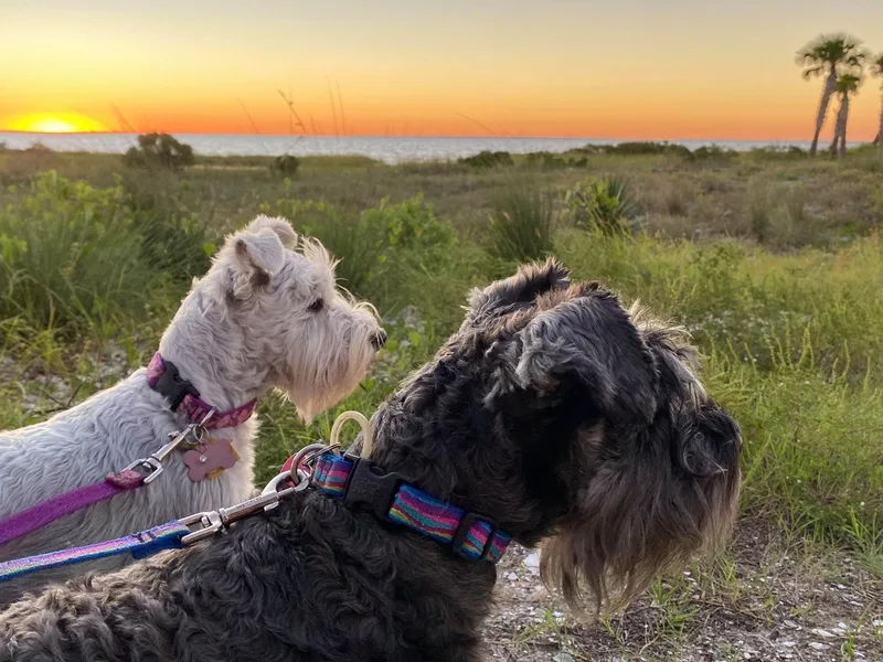 Beau's Beauties Miniature Schnauzers