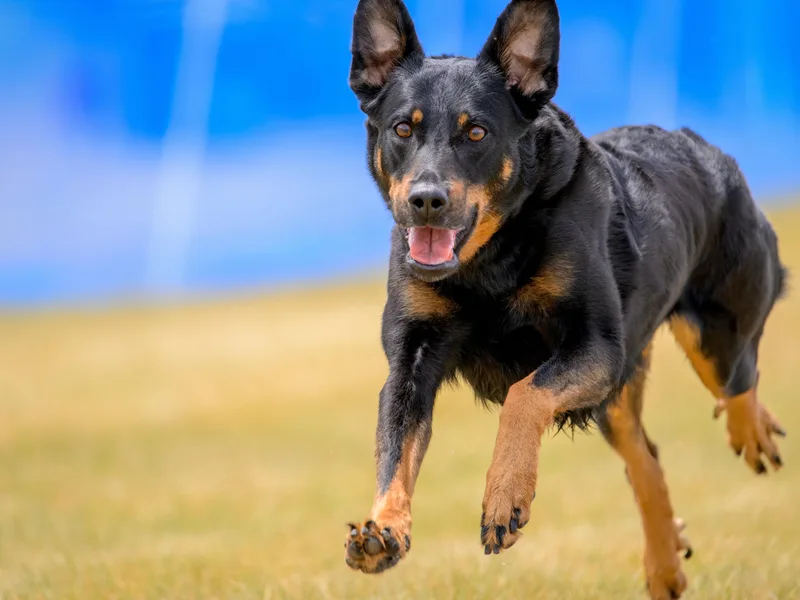 Beaucerons d'Ourse Brulante