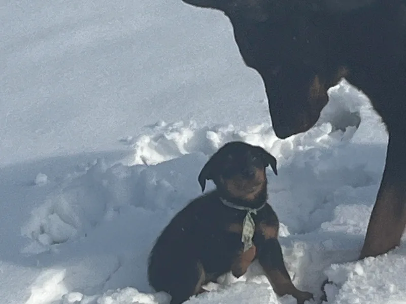 Beaucerons De La Valle Katahdin