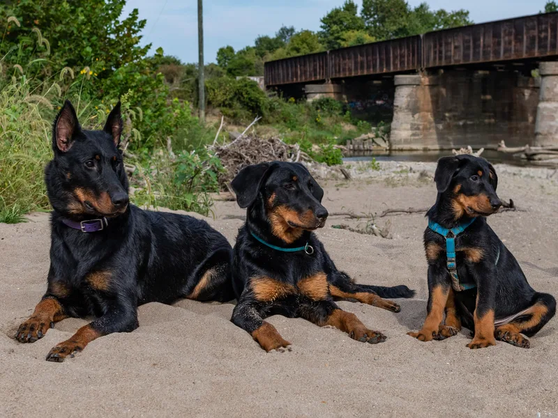 Beaucerons Des Vents
