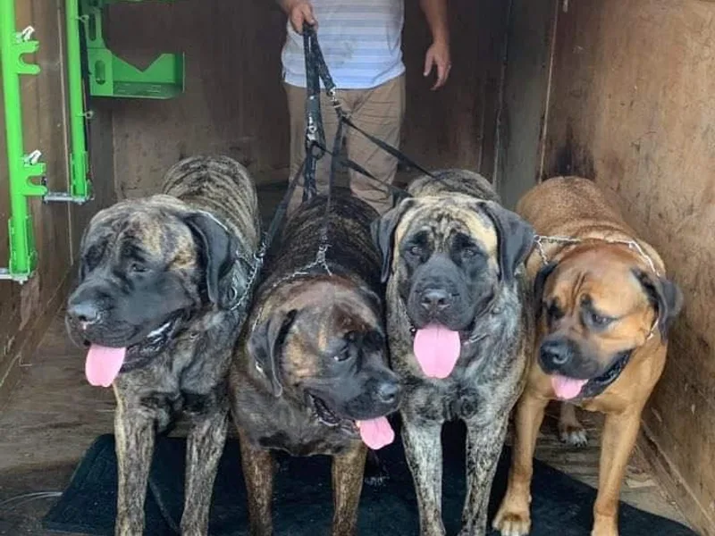 Beauclerc Mastiffs
