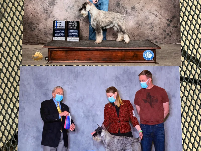 Beaucoup Standard Schnauzers