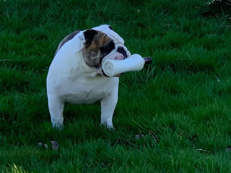 Beautibully Bulldogs