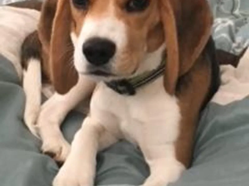 Beautiful Utah Beagles