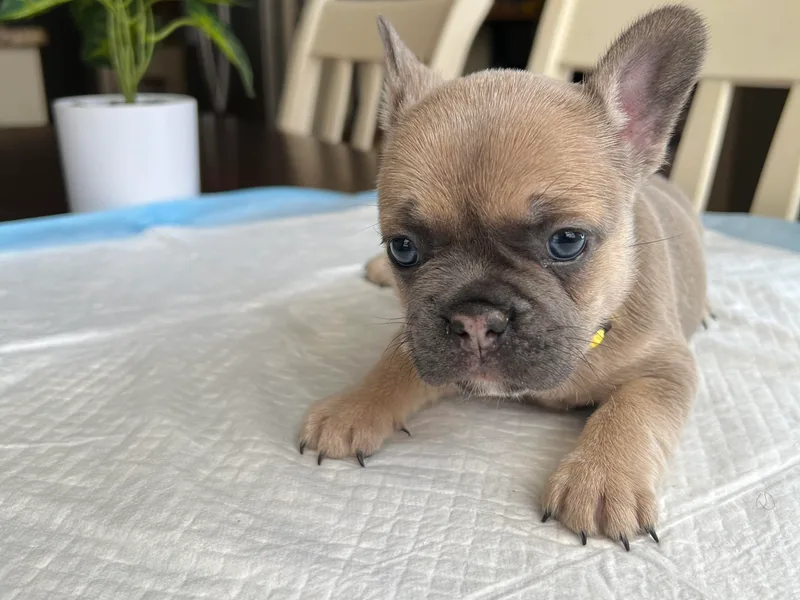 Beautifulbabypups
