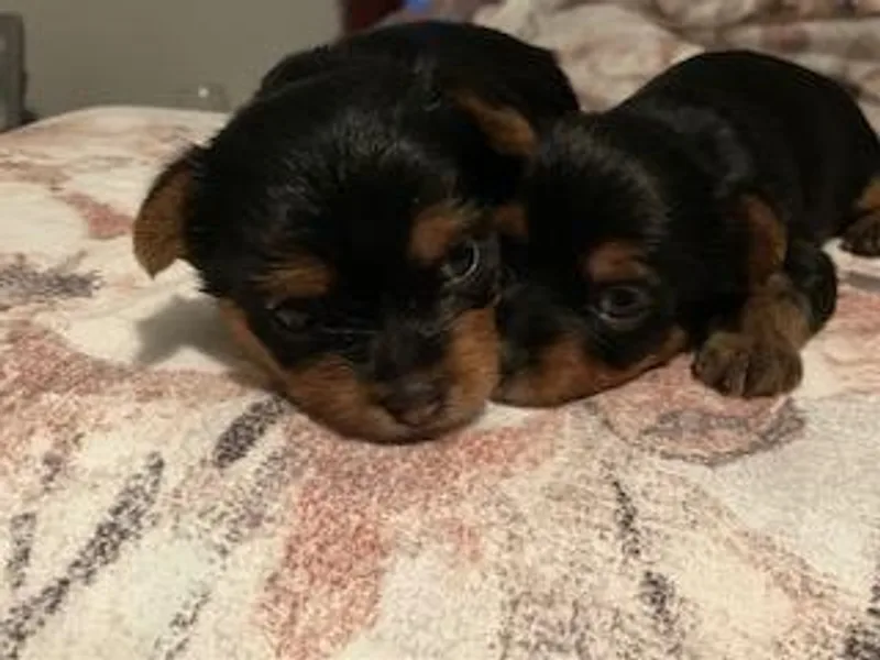 Beauty &amp; The Beast Creations