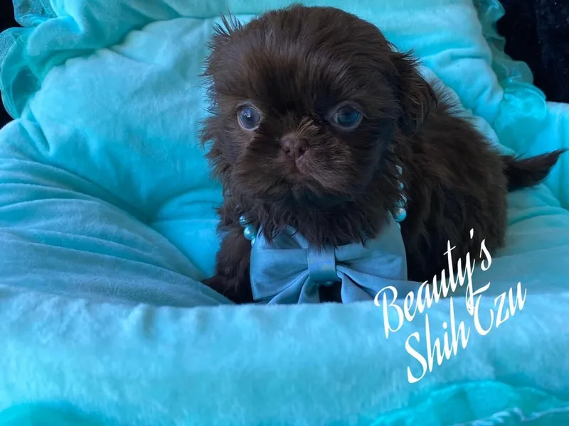 Beauty's Shih Tzu (California)