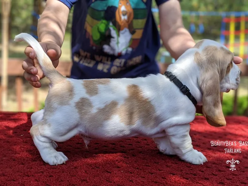 BeautyBea's Flathead Lake Bassets