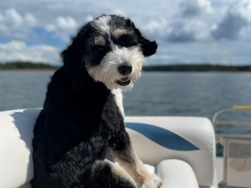 Beaver Creek Bernedoodles