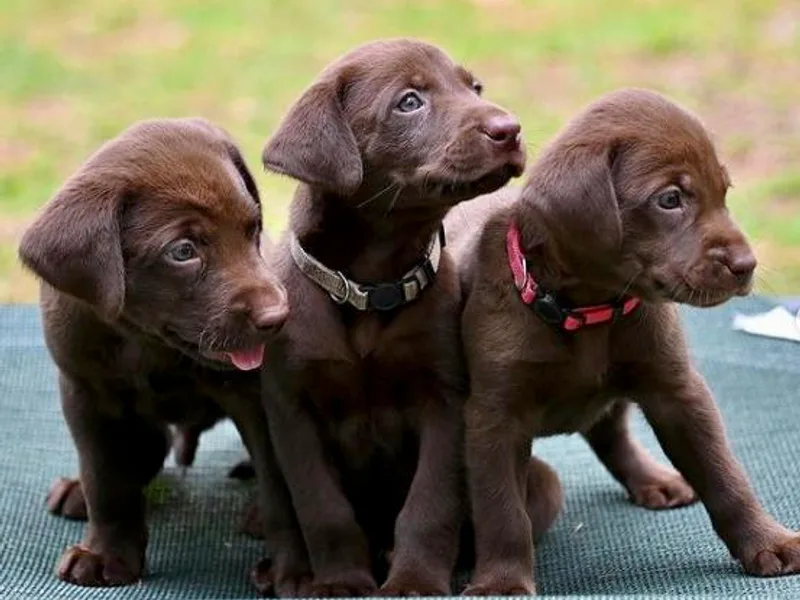 Beaver Creek Kennels