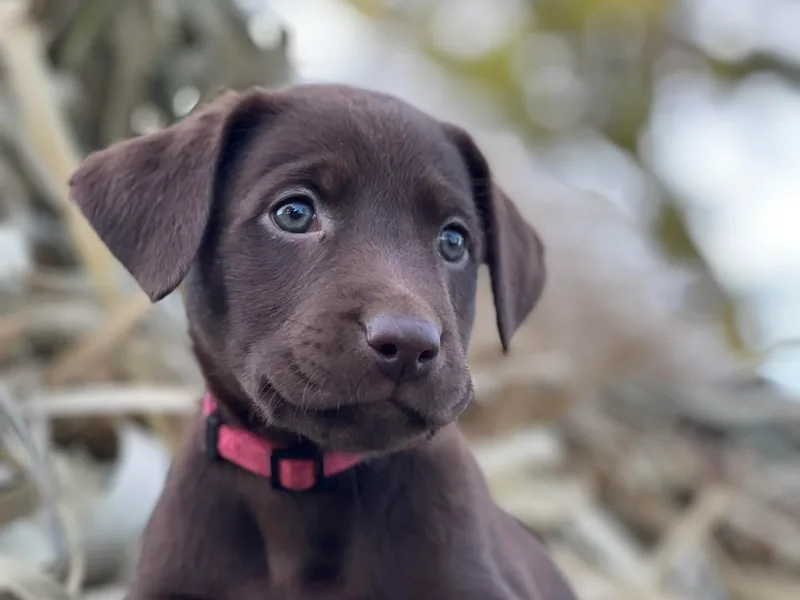 Beaver Creek Kennels