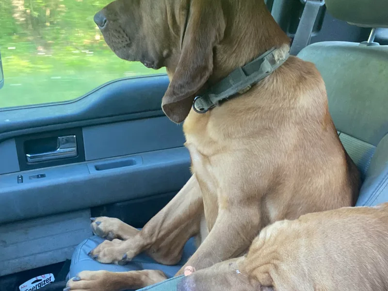 Beaver Creek Kennels photo 1