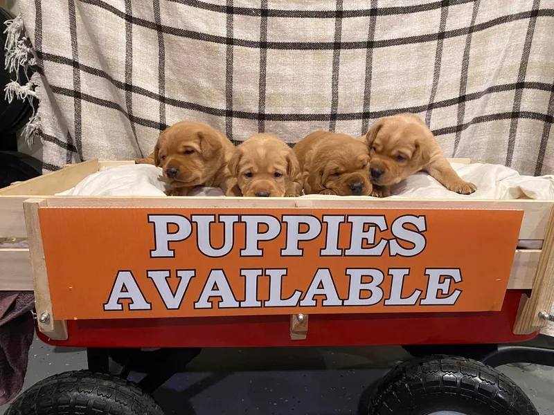 Beaver Creek Labradors