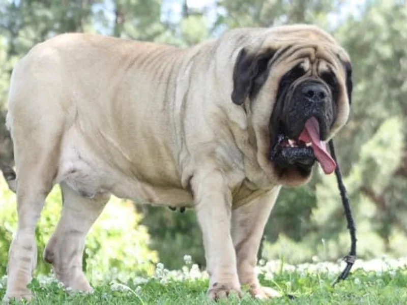 Beaver Creek Mastiffs