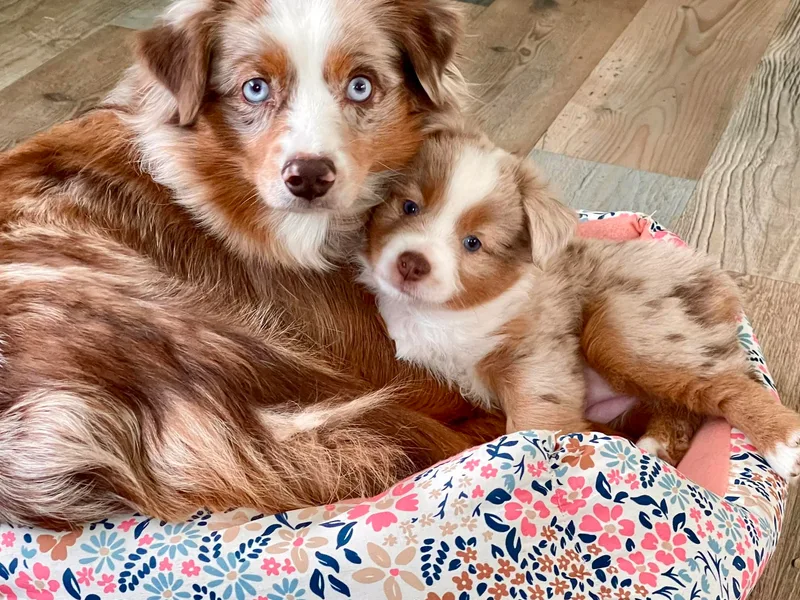 Beaver Dam Mini Aussies