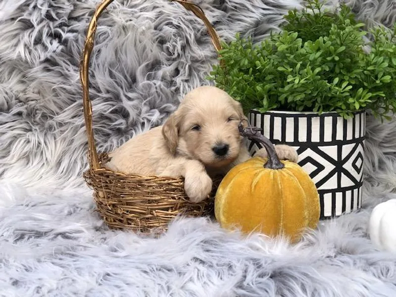 Beaver Springs Puppies