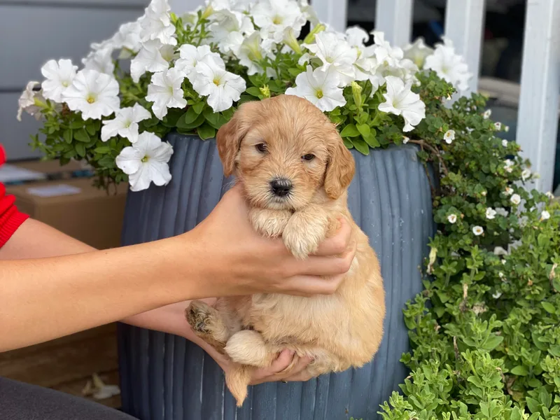 Beaver State Labradoodles