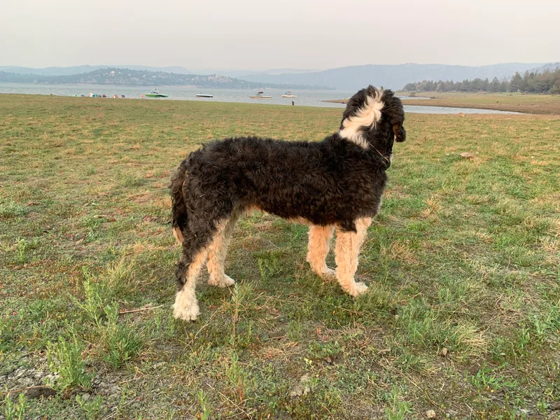 Beavercreek Bernedoodles
