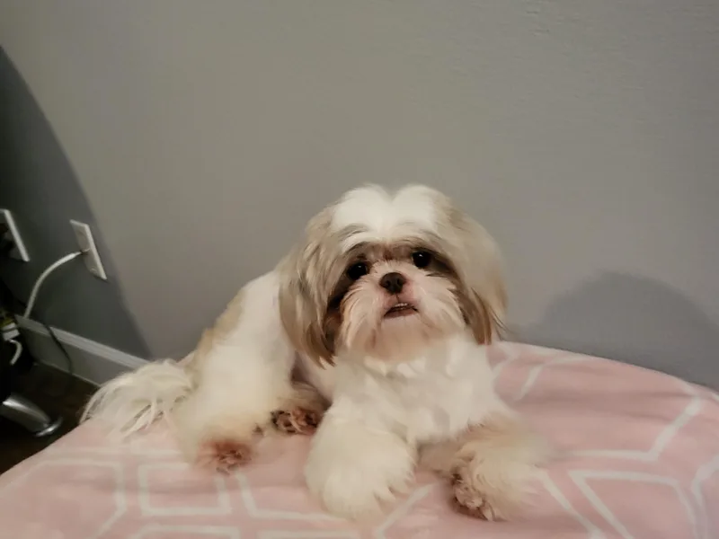 Bebe AKC Puppies