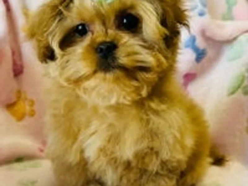 Bebequte puppies photo 1