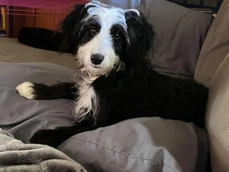 Bechtels beautiful doodles