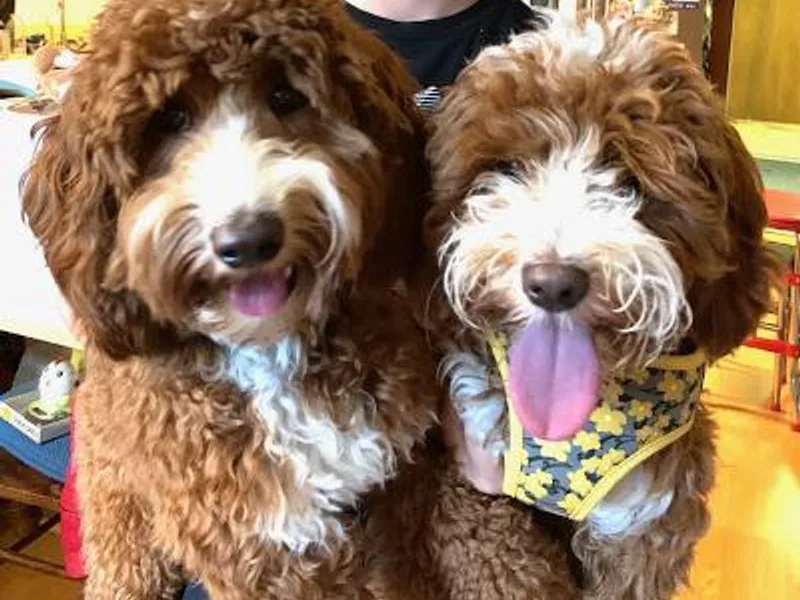 Beck ‘N Ridge Australian Labradoodles