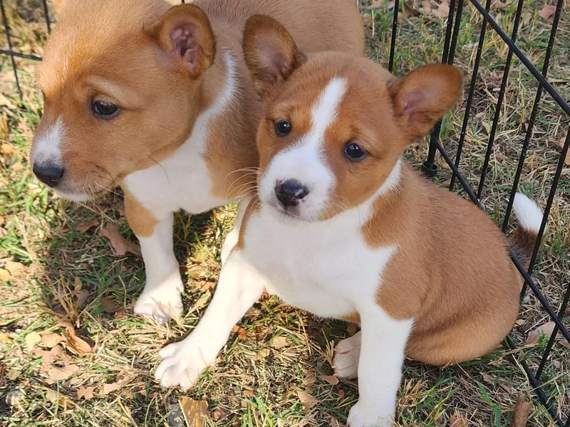 Becker's Basenjis photo 1