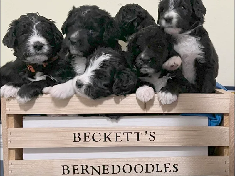 Beckett’s Bernedoodles